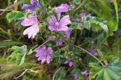 Malva sylvestris_Merce Vallicrosa CC BY-NC