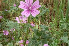 Malva sylvestris_Neus Julia CC BY-SA