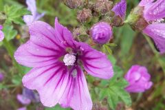 Malva sylvestris_Neus Julia 
