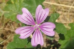 Malva sylvestris_Pep Alboquers