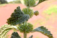 Marrubium vulgare_Margarida Vila CC BY-NC