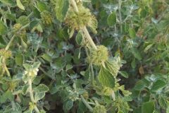 Marrubium vulgare_Merce Vallicrosa CC BY-NC