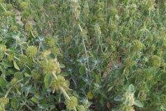 Marrubium vulgare_Merce Vallicrosa CC BY-NC