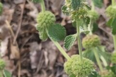 Marrubium vulgare_Merce Vallicrosa CC BY-NC