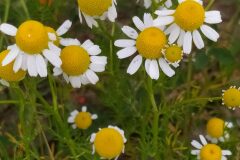 Matricaria chamomilla_Merce Vallicrosa CC BY-NC