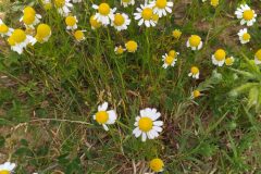 Matricaria chamomilla_Merce Vallicrosa CC BY-NC
