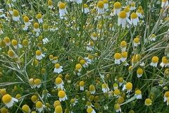 Matricaria chamomilla_Neus Julia CC BY-SA