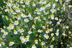 Matricaria chamomilla_Neus Julia CC BY-SA