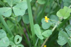 Medicago arabica_Chus Rodway