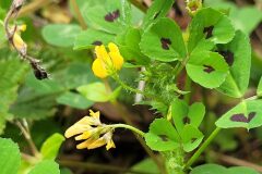 Medicago arabica_Jordi Bassols CC BY-NC
