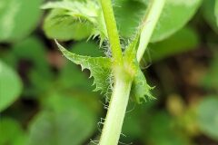 Medicago arabica_Jordi Bassols CC BY-NC