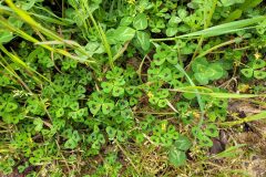 Medicago arabica_Jordi Bassols CC BY-NC