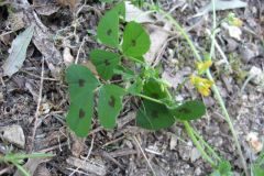 Medicago arabica_Jordi Puyuelo