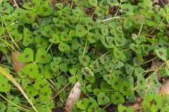 Medicago arabica_Merce Vallicrosa CC BY-NC