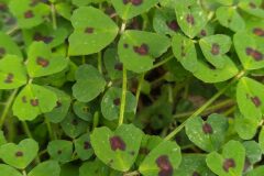 Medicago arabica_Merce Vallicrosa CC BY-NC