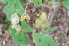 Medicago arabica_Merce Vallicrosa CC BY-NC