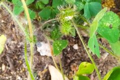 Medicago arabica_Merce Vallicrosa CC BY-NC