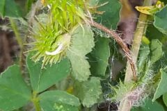 Medicago arabica_Merce Vallicrosa CC BY-NC