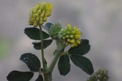 Medicago lupulina_Joanjo Garcia CC BY-NC