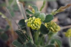 Medicago lupulina_Joanjo Garcia CC BY-NC