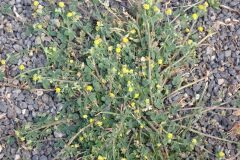 Medicago lupulina_Joanjo Garcia CC BY-NC