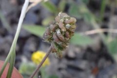 Medicago lupulina_Joanjo Garcia CC BY-NC