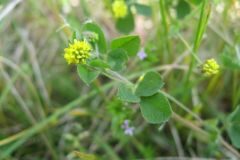 Medicago lupulina_Jordi Puyuelo