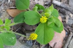 Medicago lupulina_Merce Vallicrosa CC BY-NC