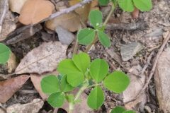 Medicago lupulina_Merce Vallicrosa CC BY-NC