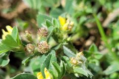 Medicago minima_Jordi Bassols CC BY-NC SA