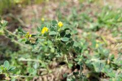 Medicago minima_Jordi Bassols CC BY-NC SA