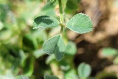 Medicago minima_Jordi Bassols CC BY-NC SA