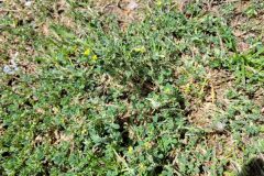 Medicago minima_Jordi Bassols CC BY-NC SA