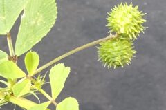 Medicago murex_Marieta Gonzalez CC BY-NC SA