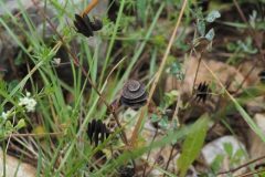 Medicago orbicularis_Jordi Puyuelo