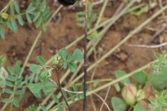 Medicago orbicularis_Jordi Puyuelo