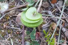 Medicago orbicularis_Merce Vallicrosa CC BY-NC