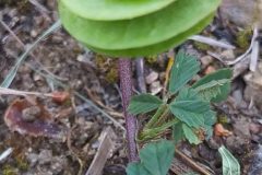 Medicago orbicularis_Merce Vallicrosa CC BY-NC