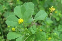 Medicago polymorpha_Jordi Puyuelo