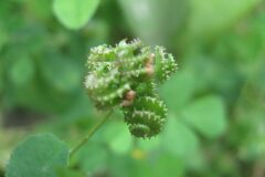 Medicago polymorpha_Jordi Puyuelo