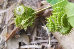 Medicago polymorpha_Merce Vallicrosa CC BY-NC