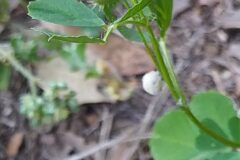 Medicago polymorpha_Merce Vallicrosa CC BY-NC