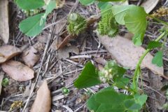 Medicago polymorpha_Merce Vallicrosa CC BY-NC