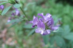 Medicago sativa sativa_Jordi Puyuelo
