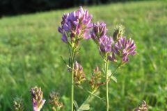 Medicago sativa sativa_Jordi Puyuelo