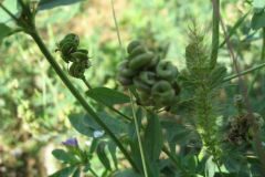 Medicago sativa sativa_Jordi Puyuelo