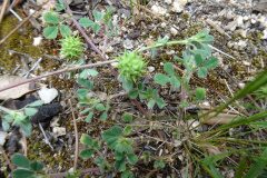 Medicago truncatula_Josep Llovera CC BY-NC