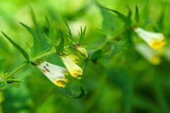 Melampyrum pratense latifolium_Joaquim Reberte