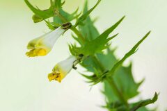 Melampyrum pratense latifolium_Joaquim Reberte