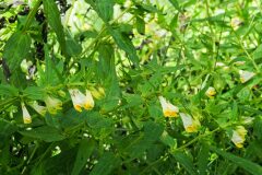 Melampyrum pratense latifolium_Joaquim Reberte